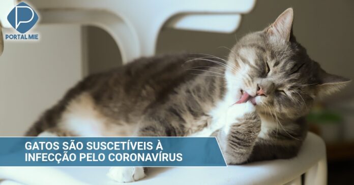 Pesquisadores japoneses alertam: Gatos são suscetíveis à infecção pelo coronavírus