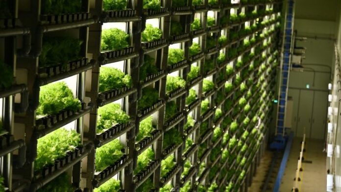 Japão cria ‘fábricas de verduras’ para substituir agricultura no campo