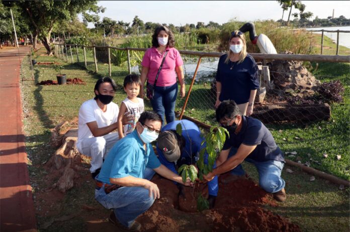 Secretaria de Meio Ambiente de Três Lagoas realiza plantio de cerejeiras para comemorar Dia da Imigração