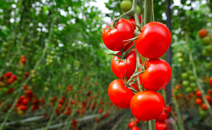 Japoneses criam tomates “relaxantes”